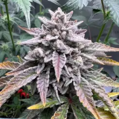 Blue Powerverse Cannabis Seeds by Night Owl Seeds Photo by u_ShanosTheRadTitan