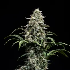 Blue Dream Cannabis Seed by Atlas Seed