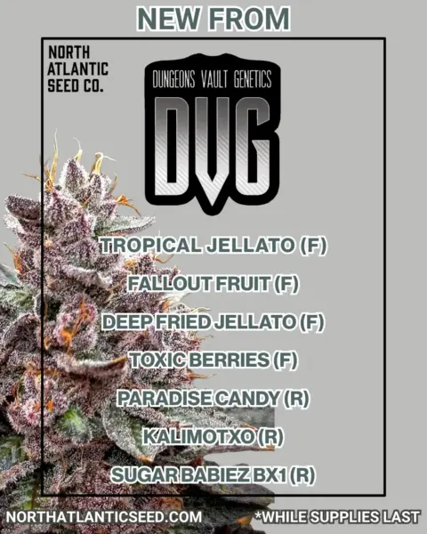 Dungeon Vault New Strains 2025's promotional image