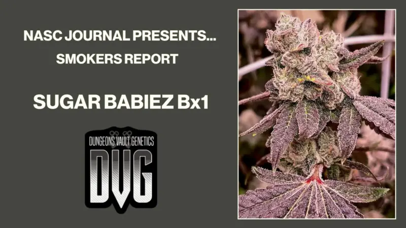 Smoke Report: Sugar Babiez Bx1 by Dungeons Vault Genetics