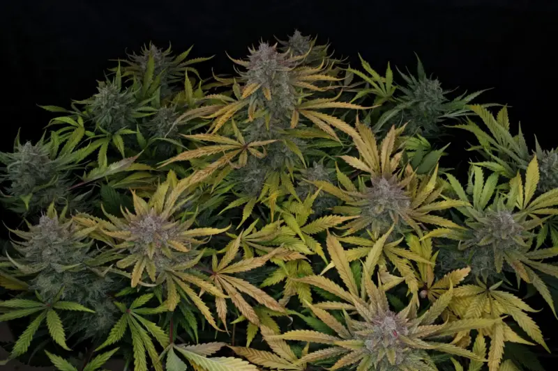 Deep Space 91 Cannabis Seeds by Night Owl Seeds