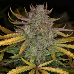 Deep Space 91 Cannabis Seeds by Night Owl Seeds