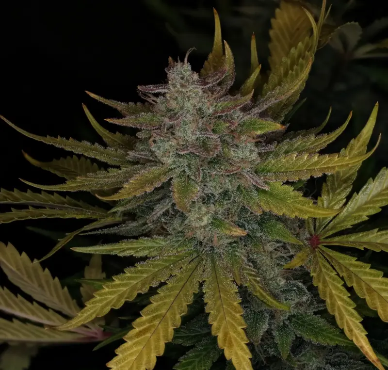 Deep Space 91 Cannabis Seeds by Night Owl Seeds