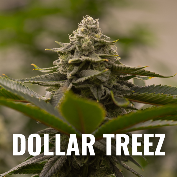 Dollar Treez's promotional image