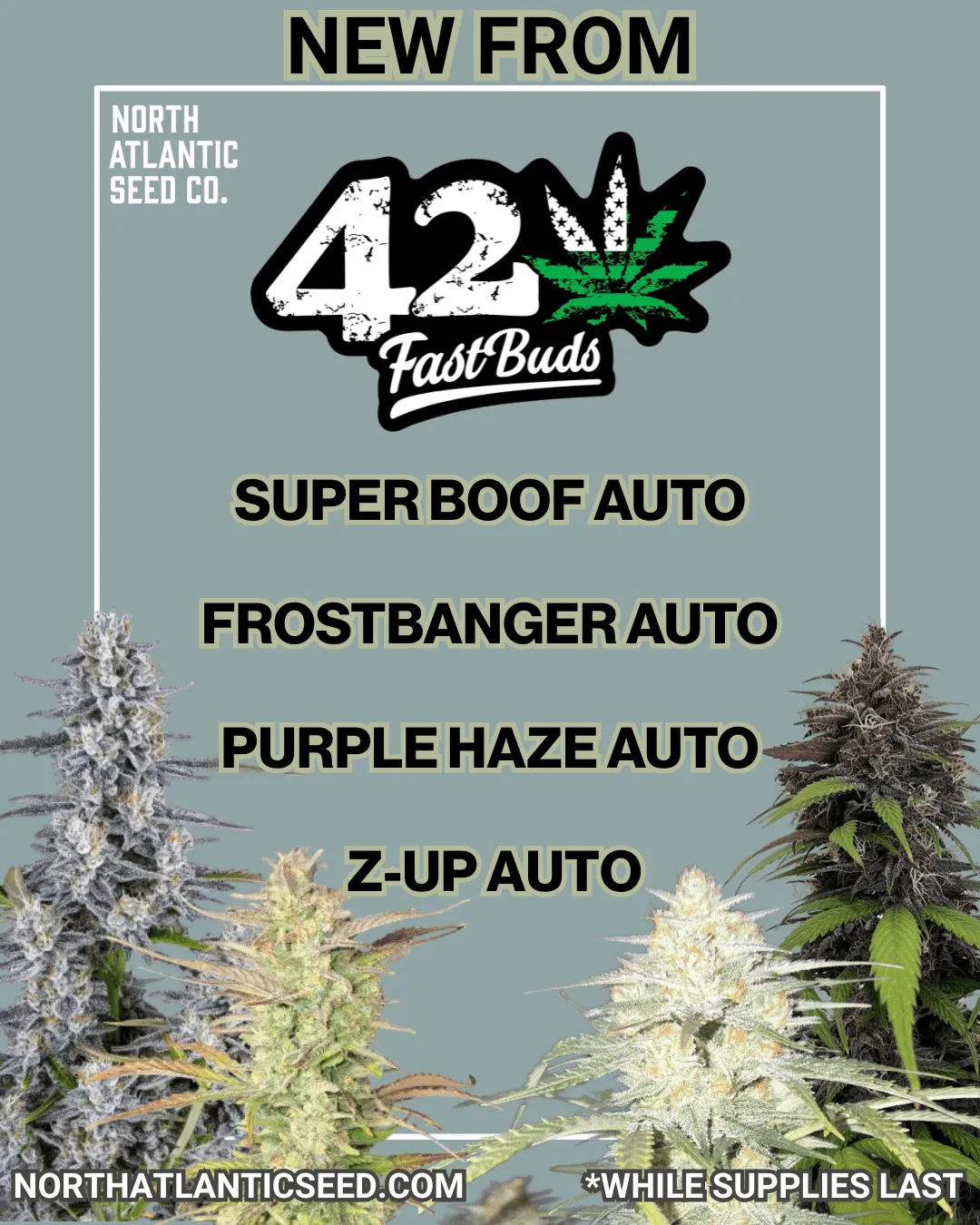 Fast Buds New Drop 2025 cannabis seeds