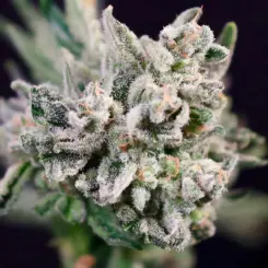 GMO Bomb Auto Cannabis Seeds by Atlas Seed