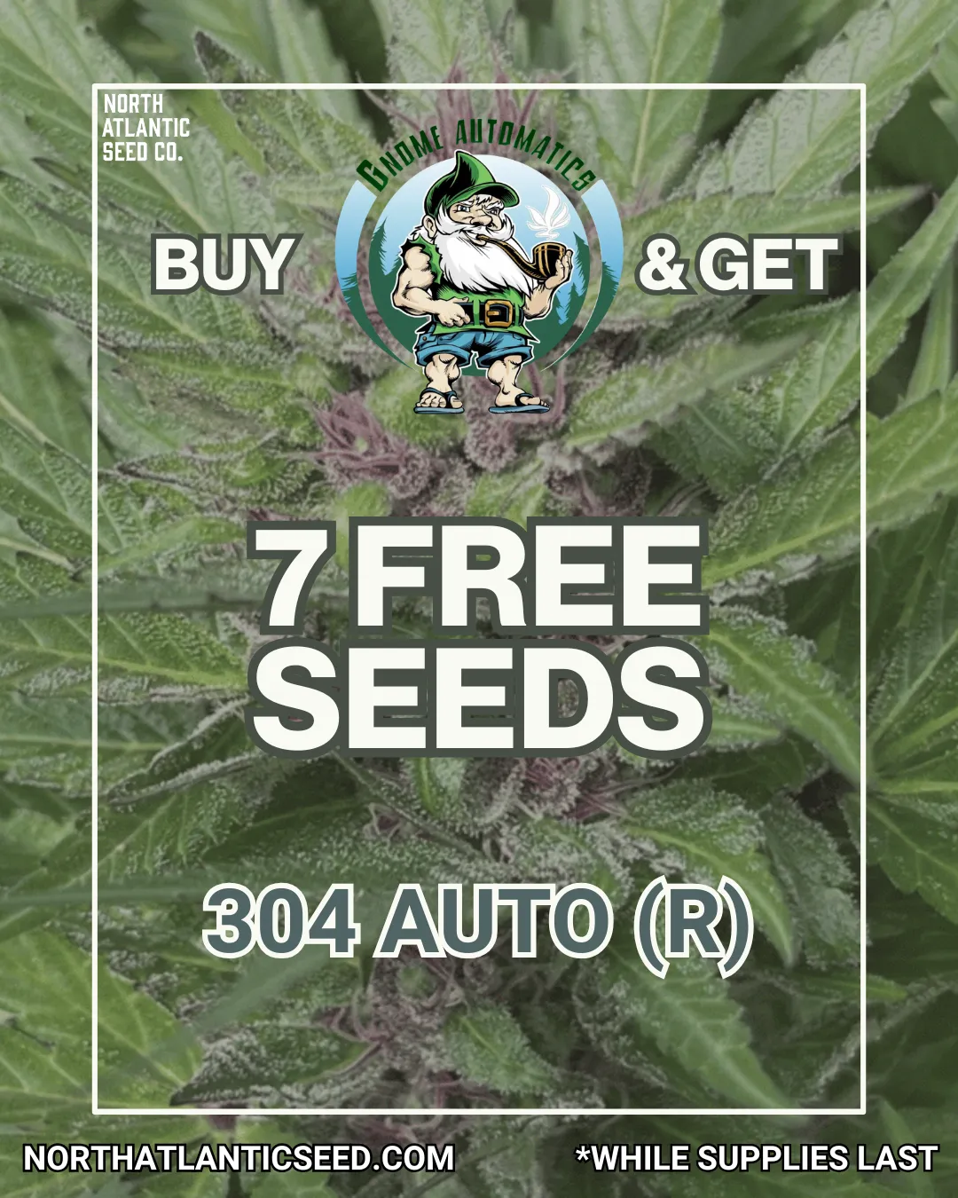 Gnome Automatics cannabis seeds
