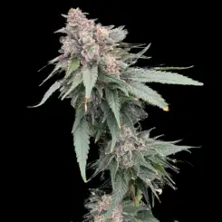 Galactic Guava FAST Cannabis Seeds by Atlas Seed
