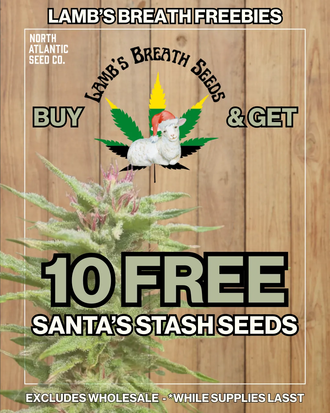Lamb's Breath Seeds Logo