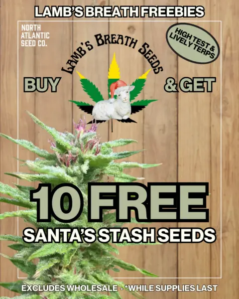 Lamb's Breath Seeds's promotional image