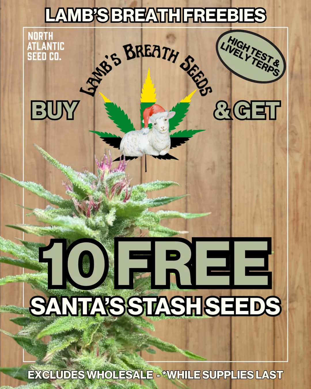 Lamb's Breath Seeds cannabis seeds
