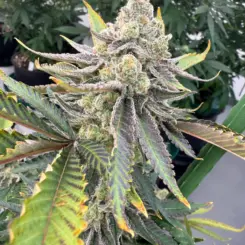 Maui Moose Cannabis Seeds by Dirty Bird Genetics