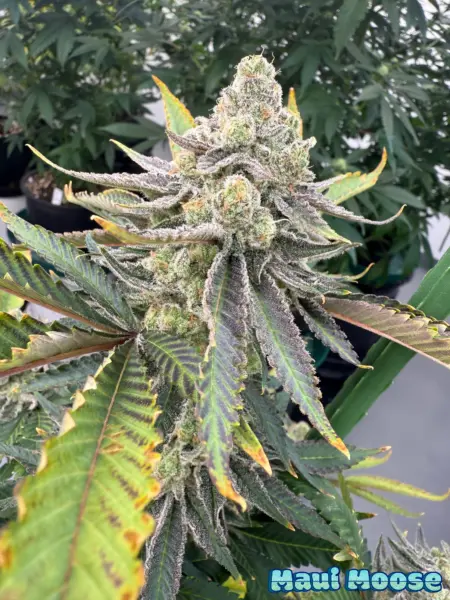 Maui Moose Cannabis Seeds by Dirty Bird Genetics