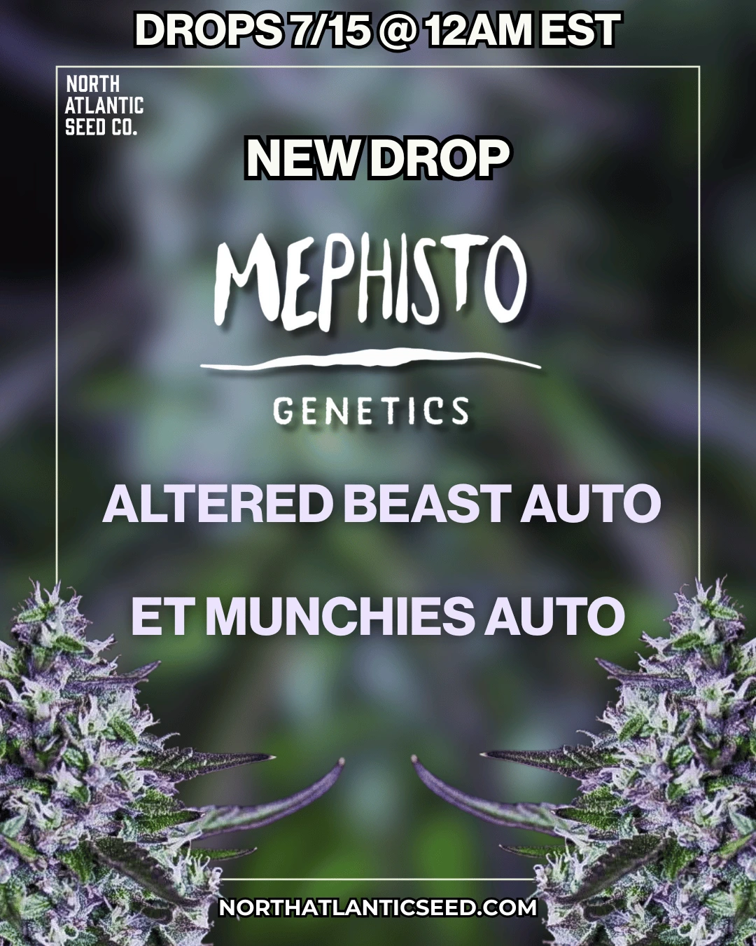 Mephisto Genetics Autos Image