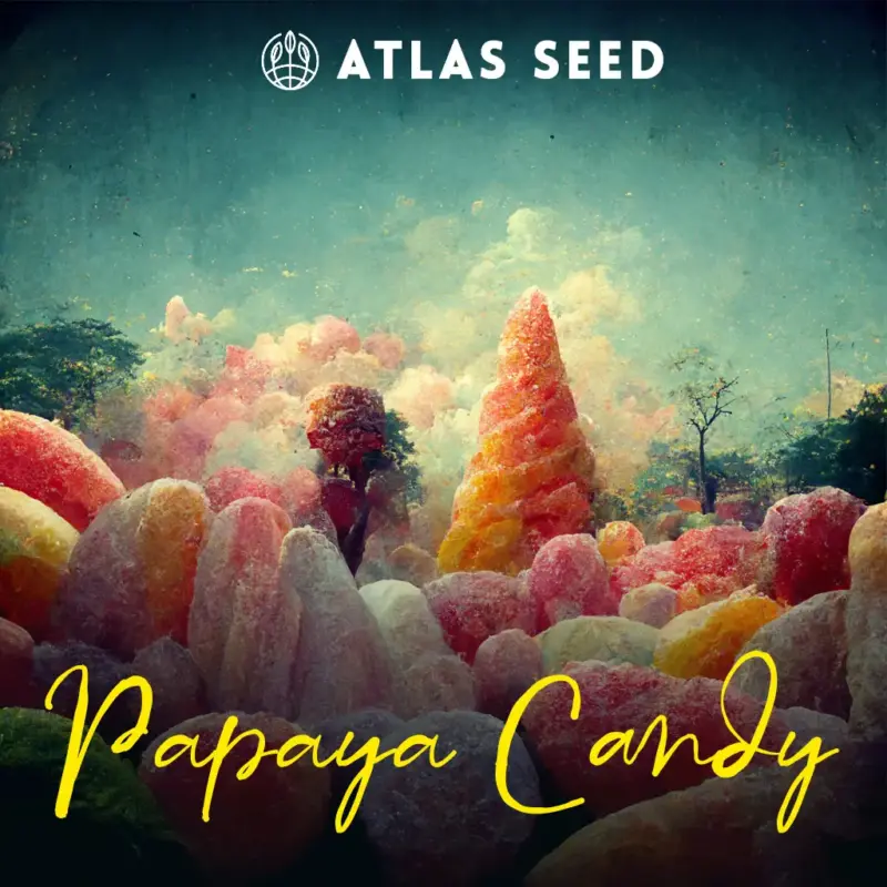 Papaya Candy Fast Cannabis Seeds by Atlas Seed