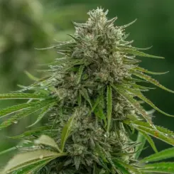 Papaya Candy Fast Cannabis Seeds by Atlas Seed