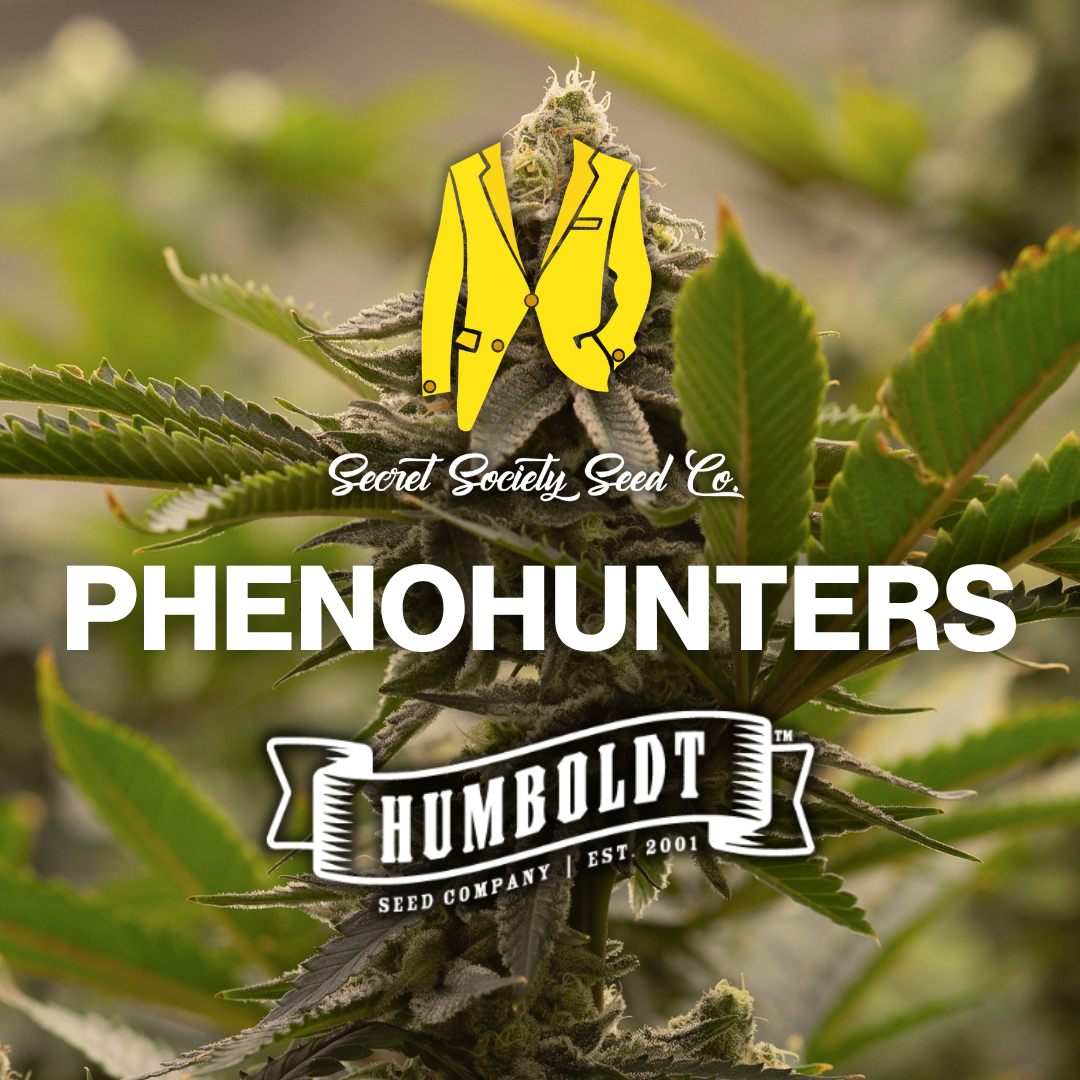 Phenohunters cannabis seeds