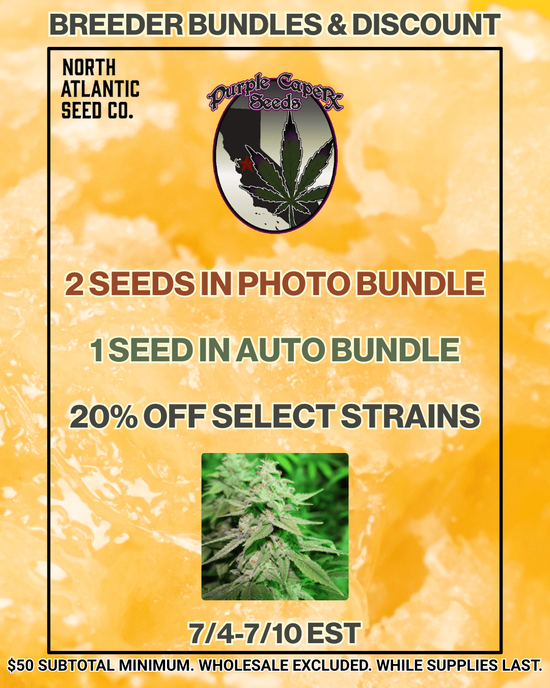 Purple Caper Seeds cannabis seeds