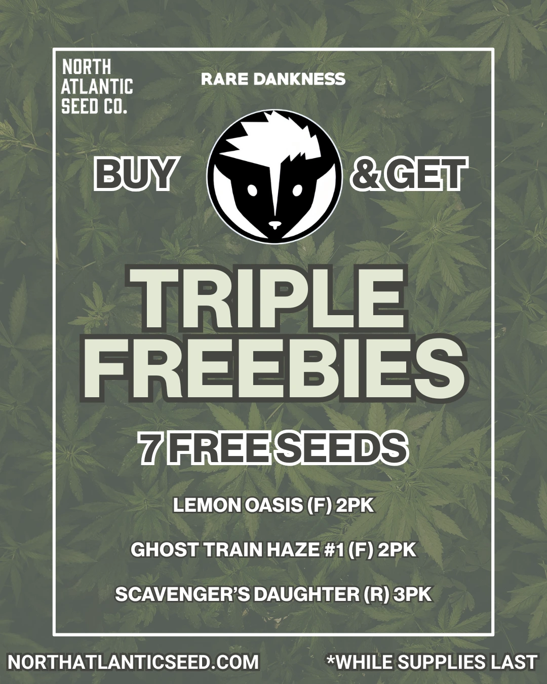 Rare Dankness cannabis seeds