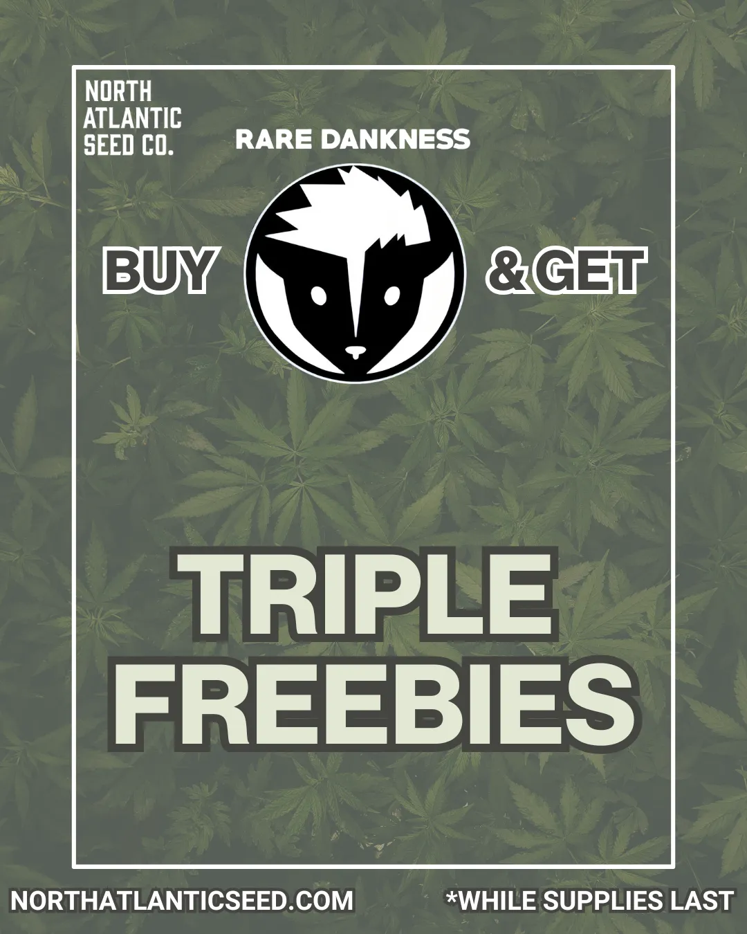 Rare Dankness cannabis seeds