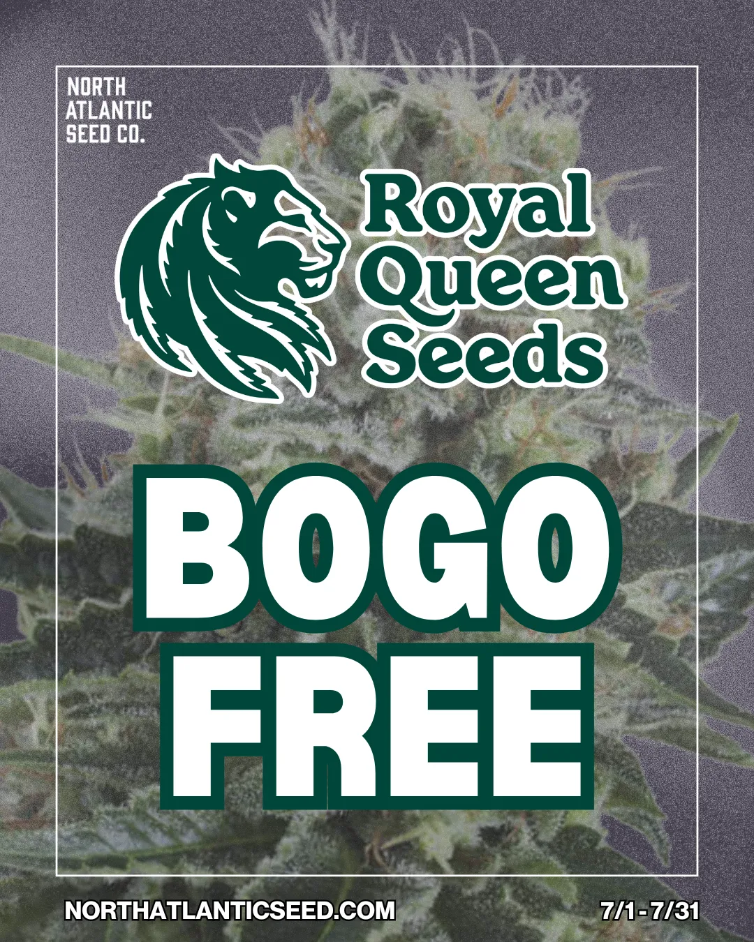 Royal Queen Seeds cannabis seeds
