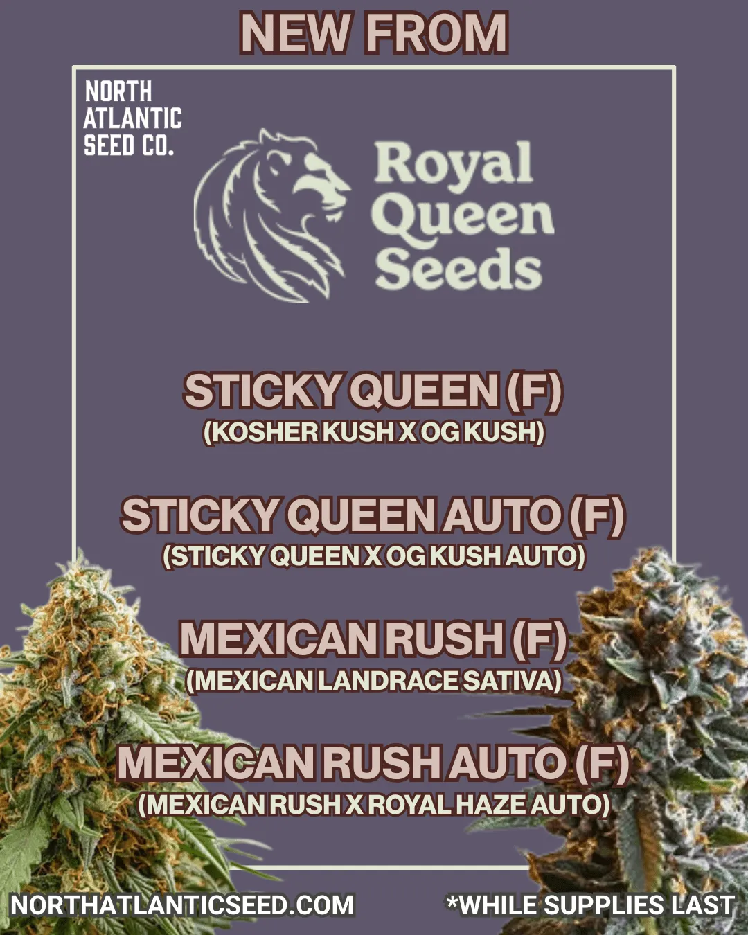 Royal Queen Seeds cannabis seeds