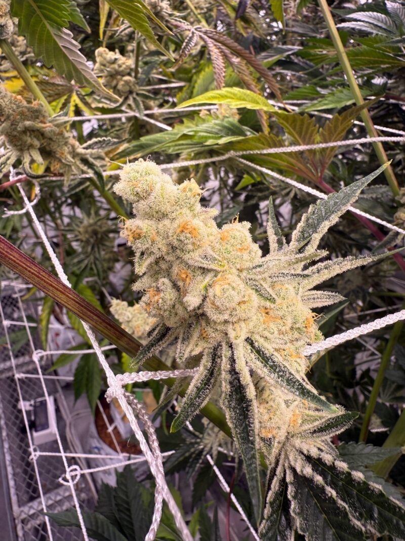 platinum ix cannabis seeds by in house genetics
