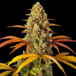 Skunk X Northern Lights Fast Version Cannabis Seeds by Bulk White Label