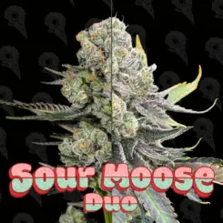 sour moose duo cannabis seeds by dirty bird genetics