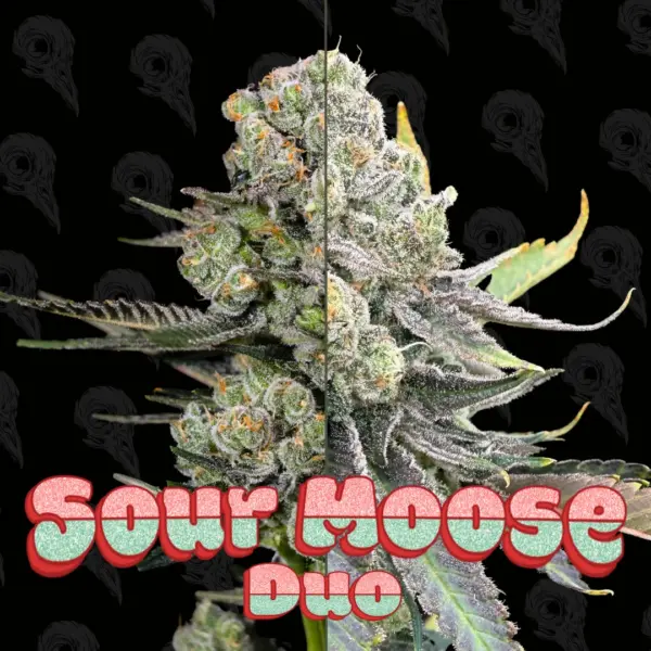 sour moose duo cannabis seeds by dirty bird genetics