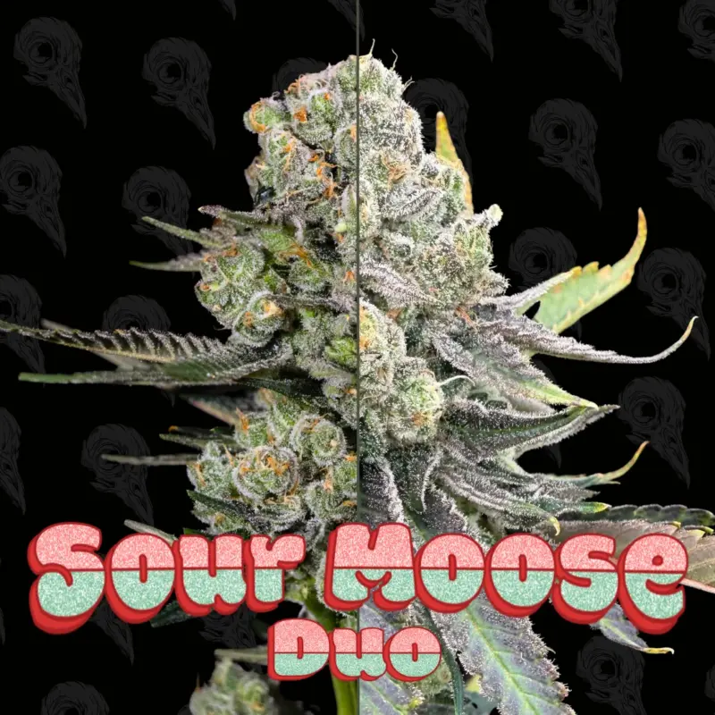 sour moose duo cannabis seeds by dirty bird genetics