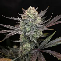 Space Station Violet Cannabis Seeds by Night Owl Seeds