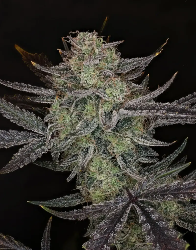 Space Station Violet Cannabis Seeds by Night Owl Seeds