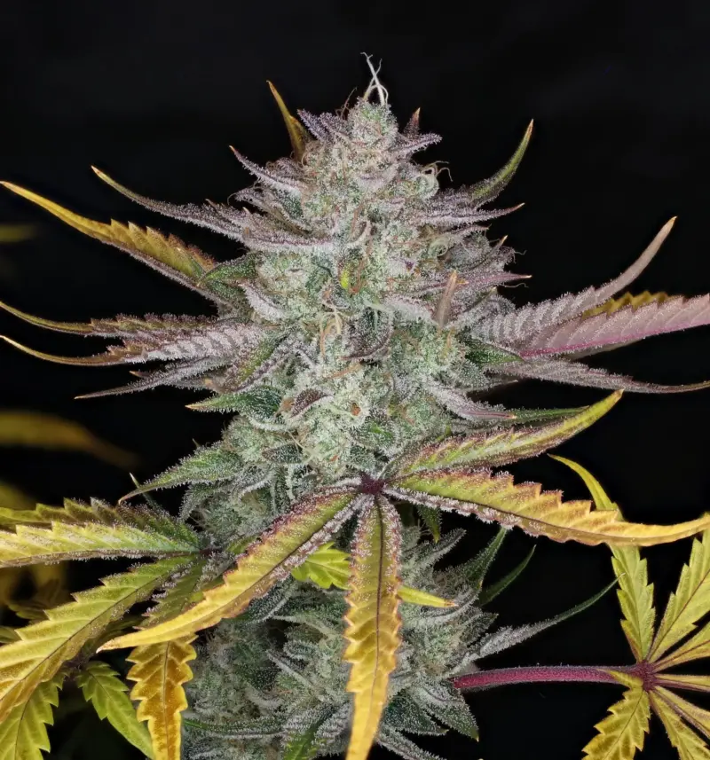 Space Station Violet Cannabis Seeds by Night Owl Seeds
