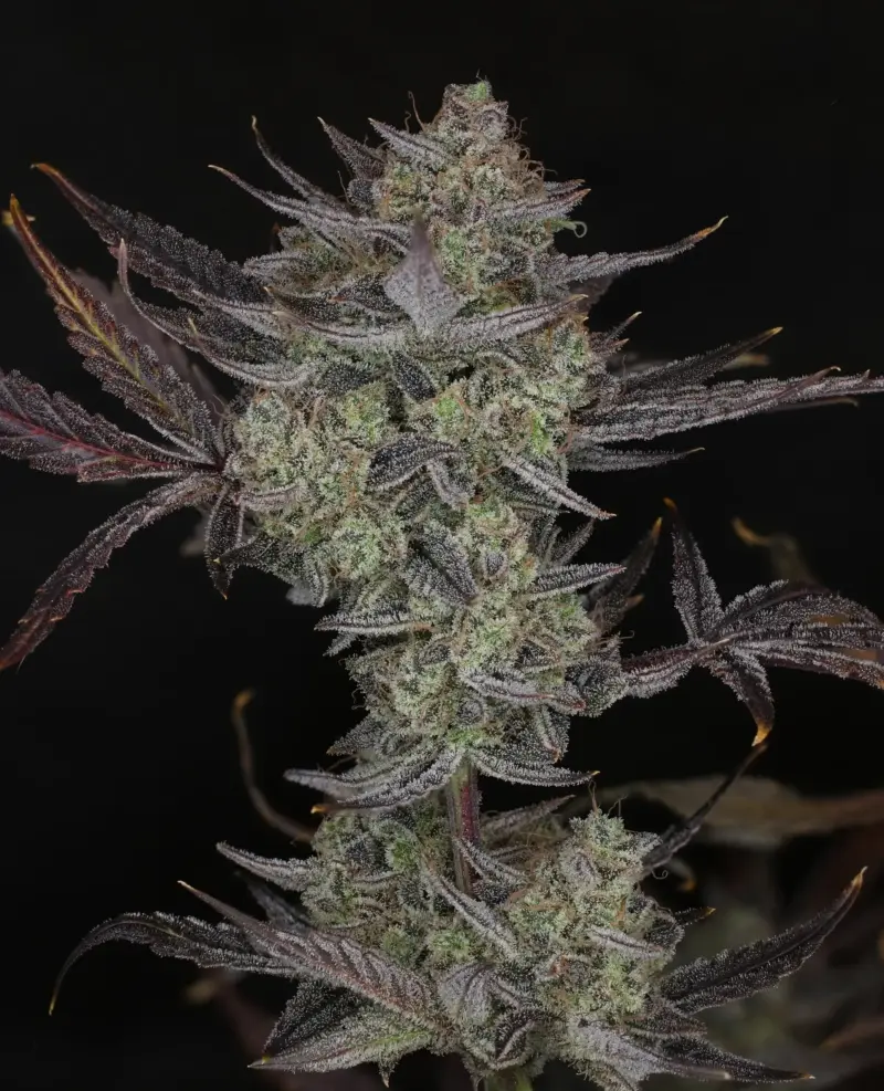 Space Station Violet Cannabis Seeds by Night Owl Seeds