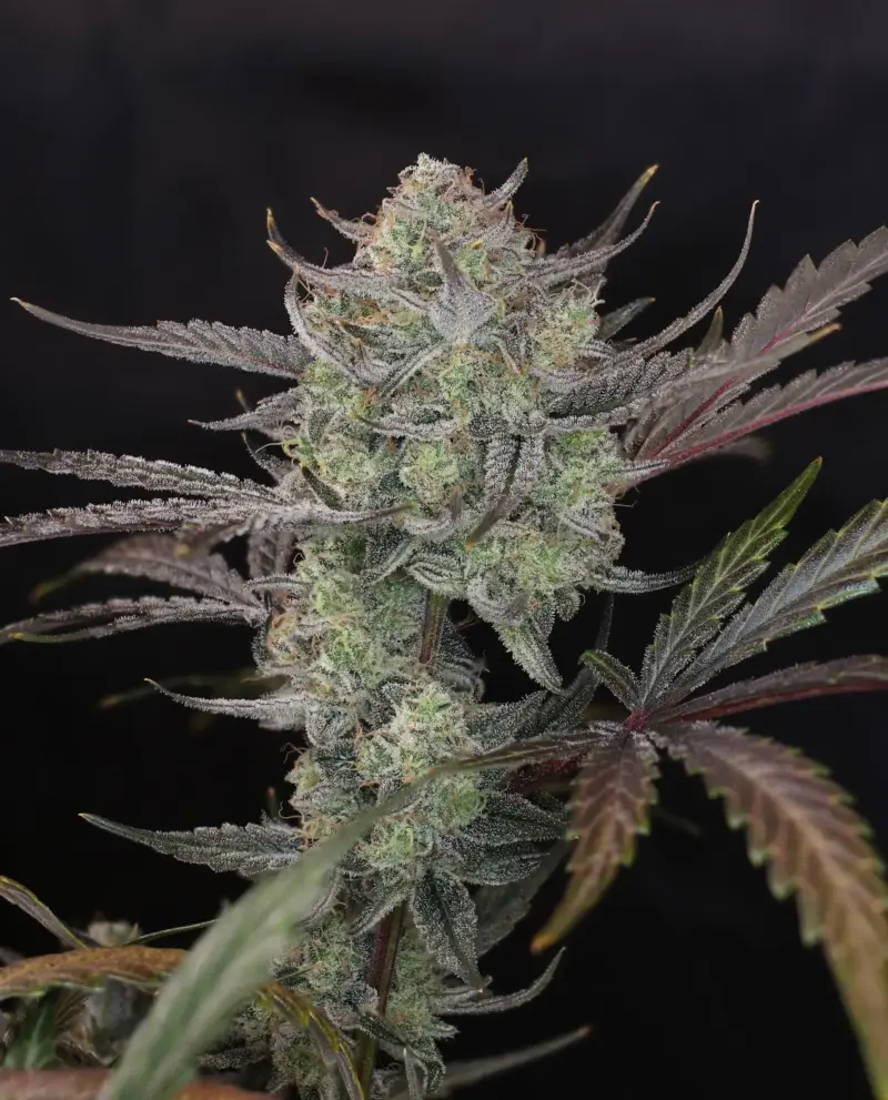 Space Station Violet Cannabis Seeds by Night Owl Seeds