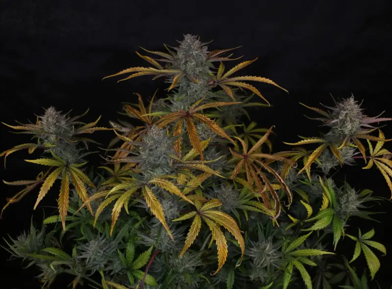 Space Station Violet Cannabis Seeds by Night Owl Seeds
