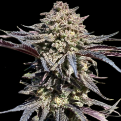 Super Banana Runtz Cannabis Seeds by Atlas Seed