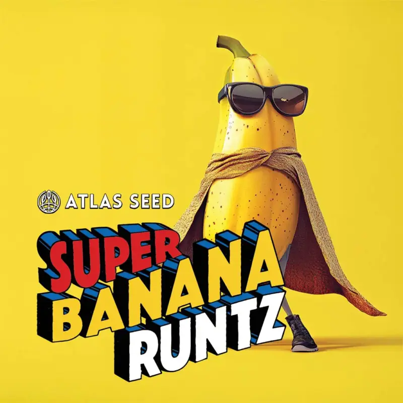 Super Banana Runtz Cannabis Seeds by Atlas Seed
