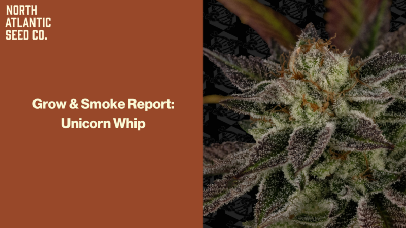 Grow & Smoke Report: Unicorn Whip by Dirty Bird Genetics