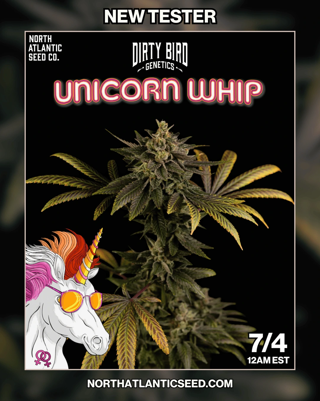 Dirty Bird Genetics - Testers Image
