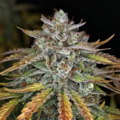 Whistlin' Blues Cannabis Seeds by Night Owl Seeds