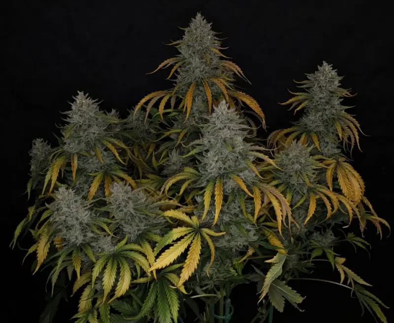 Whistlin' Blues Cannabis Seeds by Night Owl Seeds