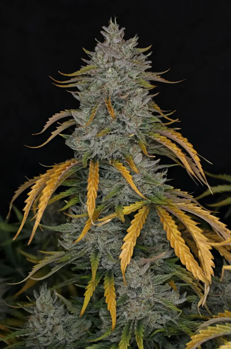 Whistlin' Blues Cannabis Seeds by Night Owl Seeds