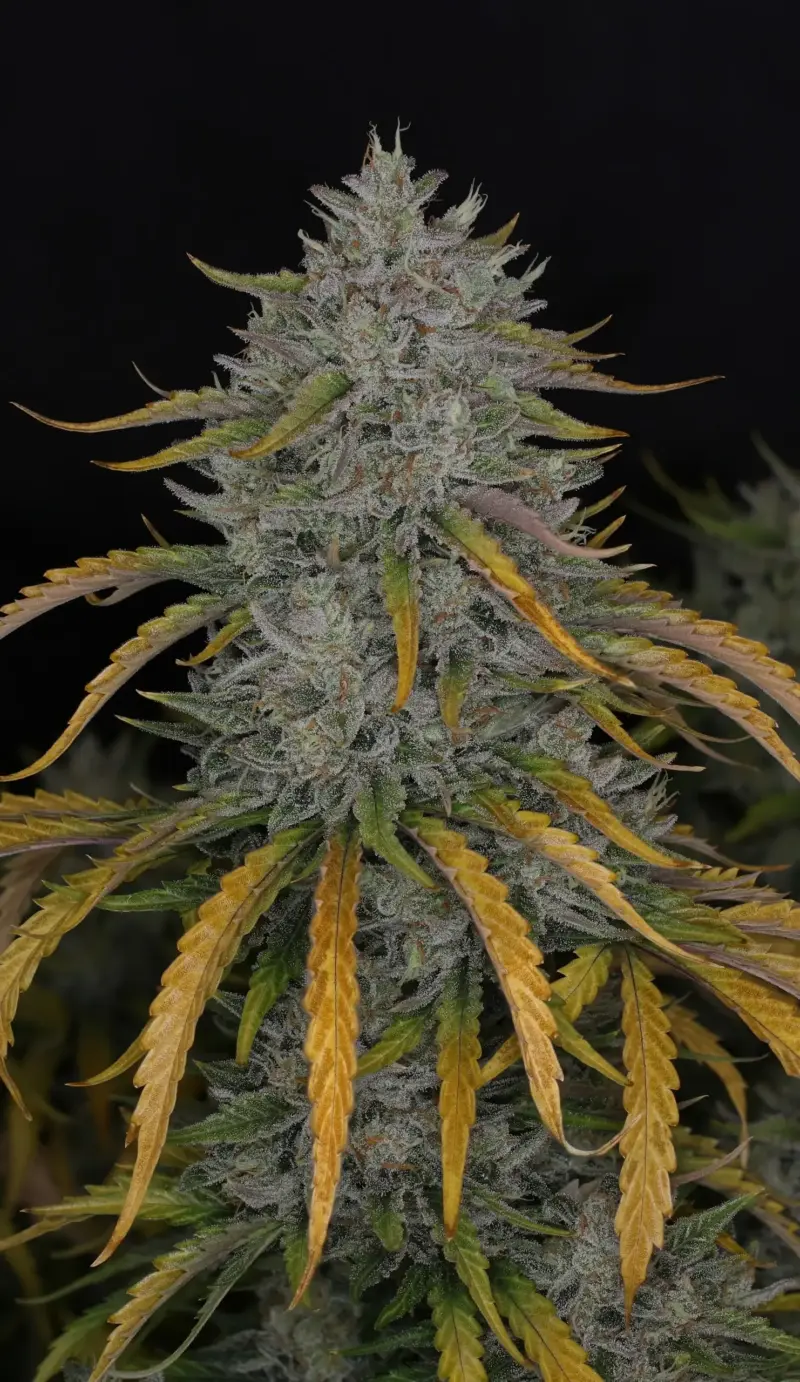 Whistlin' Blues Cannabis Seeds by Night Owl Seeds
