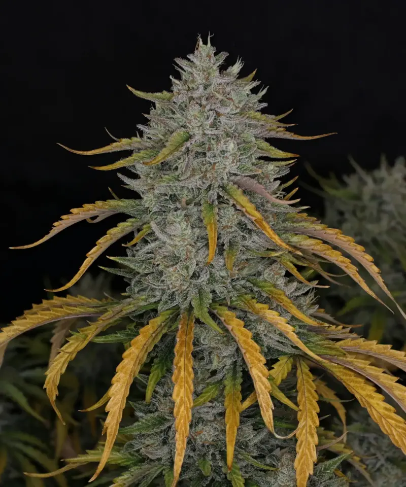 Whistlin' Blues Cannabis Seeds by Night Owl Seeds