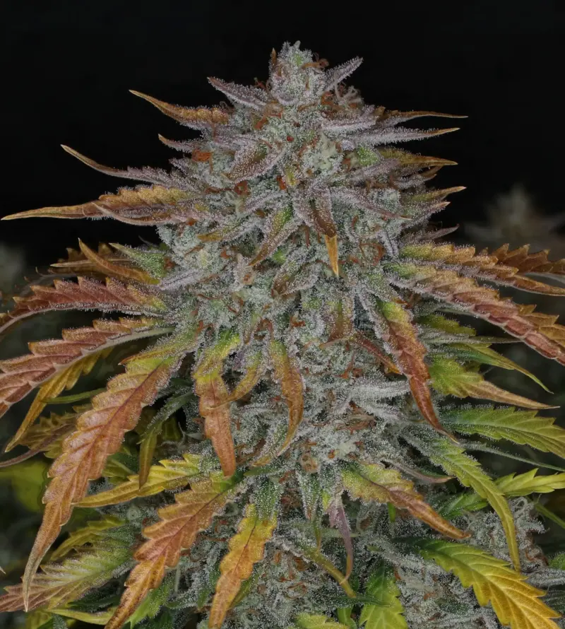 Whistlin' Blues Cannabis Seeds by Night Owl Seeds