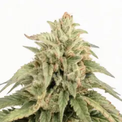 afghani cannabis seeds by bulk white label