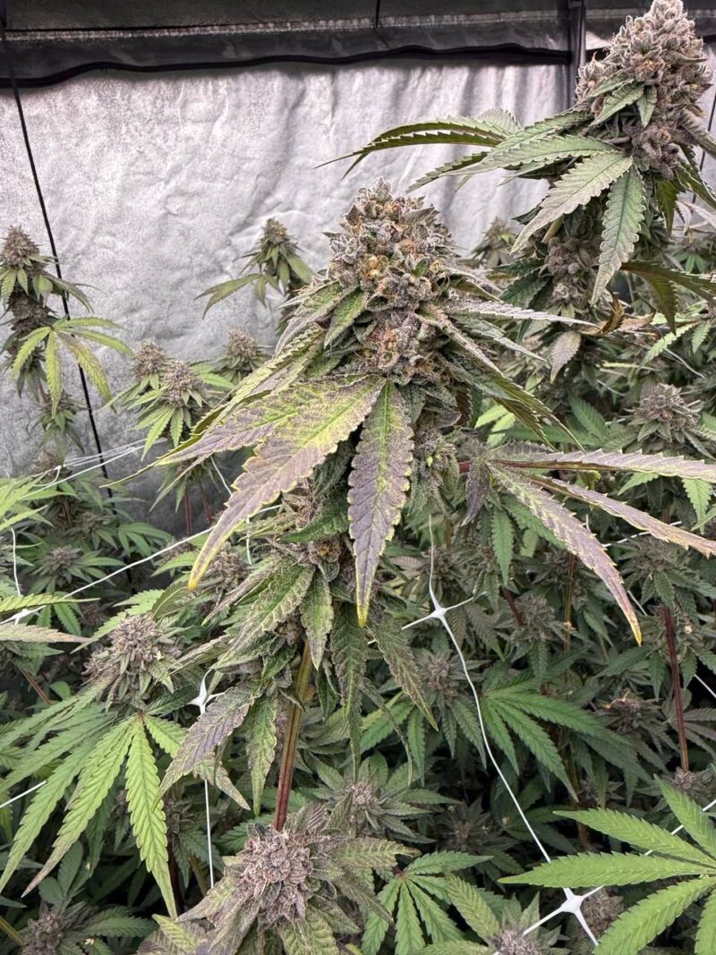 biscotti gelato cannabis seeds by fast buds