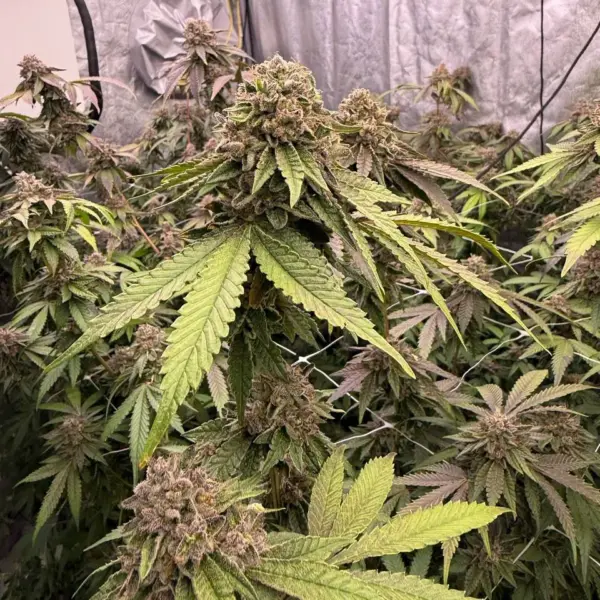 biscotti gelato cannabis seeds by fast buds